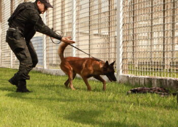 Cães treinados do Grupo de Ações Penitenciárias fortalecem atuação na segurança prisional