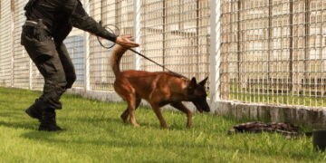 Cães treinados do Grupo de Ações Penitenciárias fortalecem atuação na segurança prisional