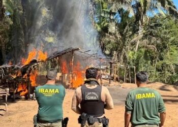 PF e Ibama combatem invasões e desmatamento em Reserva Legal da União