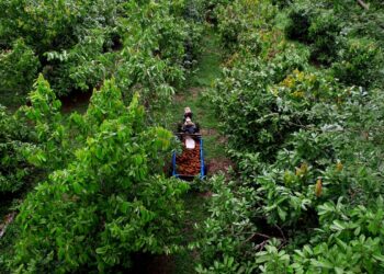 Natura apresenta modelo próprio de carbono na Amazônia e estudo indica impacto socioeconômico positivo em comunidade fornecedora