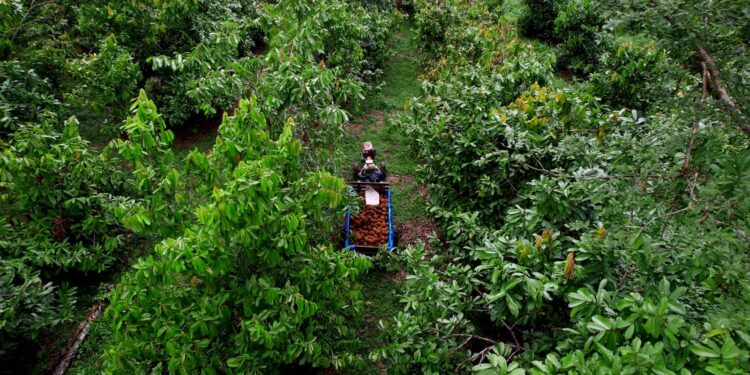 Natura apresenta modelo próprio de carbono na Amazônia e estudo indica impacto socioeconômico positivo em comunidade fornecedora