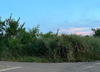 MATAGAL: Entre cobras, ratos, animais mortos e criminosos, moradores do bairro Lagoa vivem situação de risco em terreno abandonado- VEJA O VÍDEO