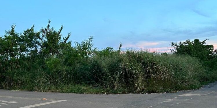 MATAGAL: Entre cobras, ratos, animais mortos e criminosos, moradores do bairro Lagoa vivem situação de risco em terreno abandonado- VEJA O VÍDEO