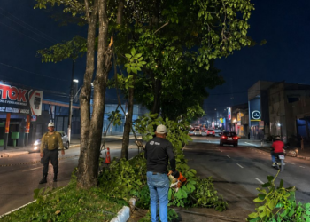 Ação integrada de poda noturna melhora segurança e iluminação nas principais vias da capital
