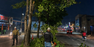 Ação integrada de poda noturna melhora segurança e iluminação nas principais vias da capital