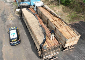 PRF apreende 97 m³ de madeira ilegal no Tocantins durante a Semana Mundial do Meio Ambiente