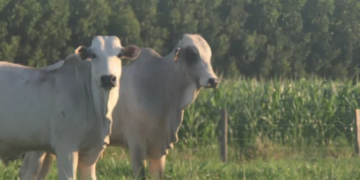 Dia de Campo vai apresentar tecnologias para fortalecer a pecuária sustentável