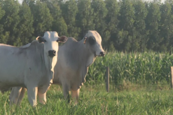 Dia de Campo vai apresentar tecnologias para fortalecer a pecuária sustentável