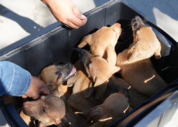 Feira de adoção animal será realizada pela Prefeitura na Rua do Hexa