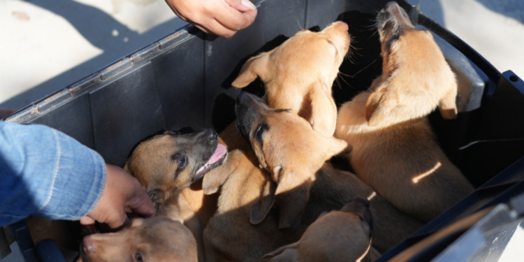 Feira de adoção animal será realizada pela Prefeitura na Rua do Hexa