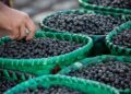 Açaí ganha protagonismo em encontro climático da Amazônia e será debatido como estratégia para desenvolvimento sustentável da região