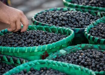 Açaí ganha protagonismo em encontro climático da Amazônia e será debatido como estratégia para desenvolvimento sustentável da região