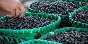 Açaí ganha protagonismo em encontro climático da Amazônia e será debatido como estratégia para desenvolvimento sustentável da região