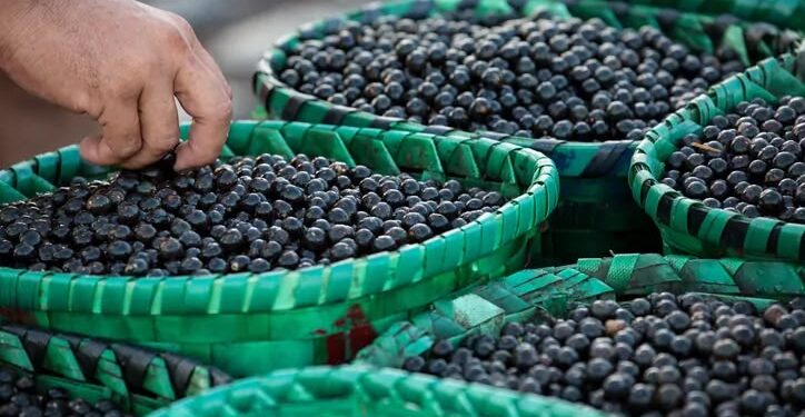 Açaí ganha protagonismo em encontro climático da Amazônia e será debatido como estratégia para desenvolvimento sustentável da região