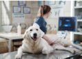Nova lei torna crime o exercício ilegal da medicina veterinária