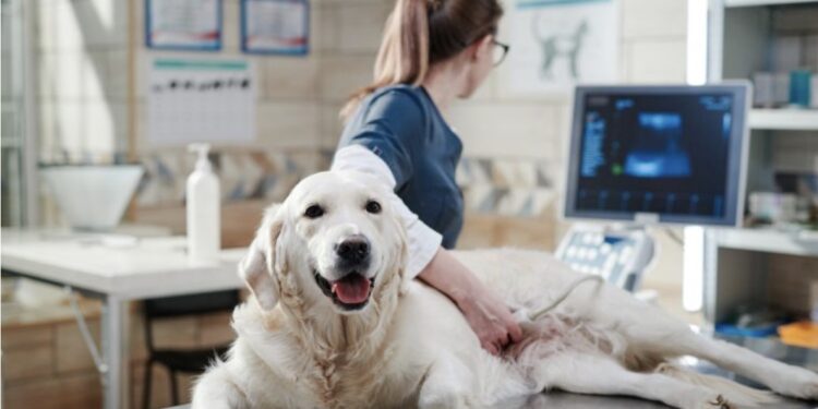 Nova lei torna crime o exercício ilegal da medicina veterinária