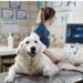 Nova lei torna crime o exercício ilegal da medicina veterinária