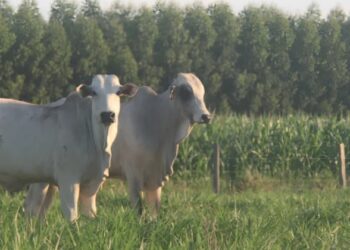 Dia de Campo vai apresentar tecnologias para fortalecer a pecuária sustentável