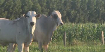 Dia de Campo vai apresentar tecnologias para fortalecer a pecuária sustentável