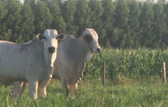 Dia de Campo vai apresentar tecnologias para fortalecer a pecuária sustentável