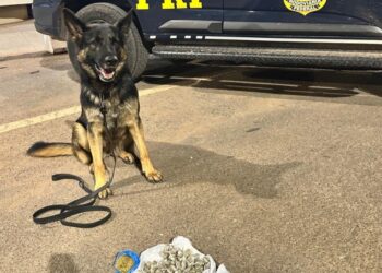 PRF apreende drogas em ônibus com auxílio de cão farejador na BR-060