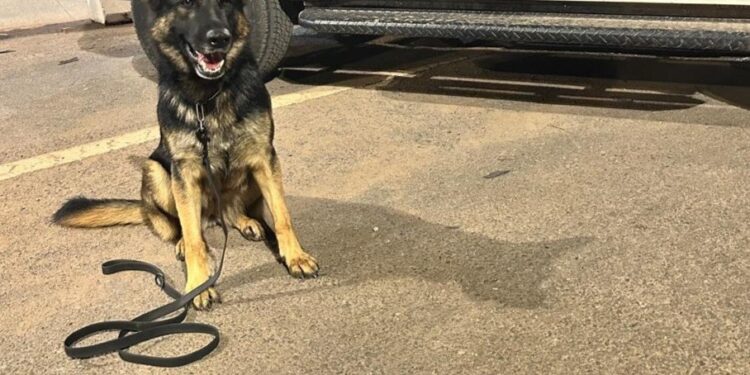 PRF apreende drogas em ônibus com auxílio de cão farejador na BR-060
