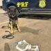 PRF apreende drogas em ônibus com auxílio de cão farejador na BR-060