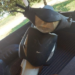 9ºBPM RECUPERA MOTOCICLETA COM RESTRIÇÃO DE FURTO/ROUBO EM NOVA CALIFÓRNIA