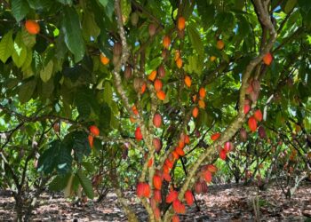 Inscrições para 6º Concurso de Qualidade e Sustentabilidade do Cacau de Rondônia são prorrogadas até 3 de julho
