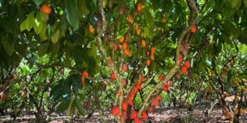 Inscrições para 6º Concurso de Qualidade e Sustentabilidade do Cacau de Rondônia são prorrogadas até 3 de julho