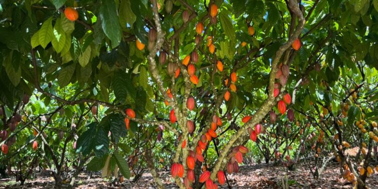 Inscrições para 6º Concurso de Qualidade e Sustentabilidade do Cacau de Rondônia são prorrogadas até 3 de julho
