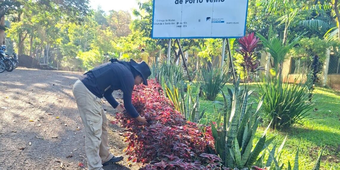 Sema suspende temporariamente distribuição de mudas durante o verão amazônico em Porto Velho