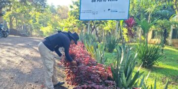 Sema suspende temporariamente distribuição de mudas durante o verão amazônico em Porto Velho