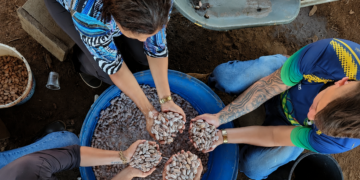 SEMAGRIC: Viveiro Municipal fortalece produção de mudas de cacau e beneficia agricultura familiar em Porto Velho
