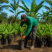 Prefeitura lança pregão para aquisição de mudas de banana destinadas a produtores afetados pela cheia no Baixo Madeira