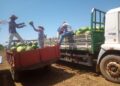 Porto Velho lidera o agronegócio de Rondônia e Agrotec 2026 será a vitrine da força produtiva do município