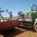 Porto Velho lidera o agronegócio de Rondônia e Agrotec 2026 será a vitrine da força produtiva do município