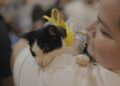 Feira de adoção busca novos lares para cães e gatos resgatados em Porto Velho