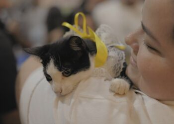 Feira de adoção busca novos lares para cães e gatos resgatados em Porto Velho