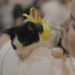 Feira de adoção busca novos lares para cães e gatos resgatados em Porto Velho