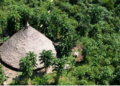 MPF processa Banco do Brasil por financiar atividade ilegal em terra indígena de Rondônia