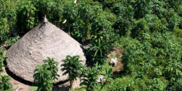 MPF processa Banco do Brasil por financiar atividade ilegal em terra indígena de Rondônia