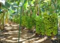 Porto Velho se destaca entre os maiores produtores de Rondônia e leva força do campo à Agrotec 2026