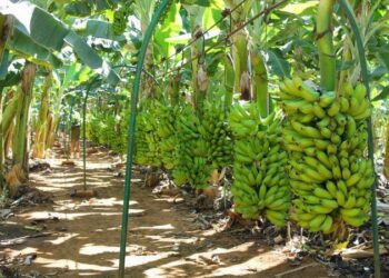 Porto Velho se destaca entre os maiores produtores de Rondônia e leva força do campo à Agrotec 2026