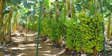 Porto Velho se destaca entre os maiores produtores de Rondônia e leva força do campo à Agrotec 2026