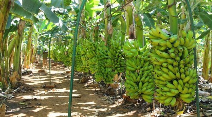 Porto Velho se destaca entre os maiores produtores de Rondônia e leva força do campo à Agrotec 2026