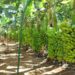 Porto Velho se destaca entre os maiores produtores de Rondônia e leva força do campo à Agrotec 2026