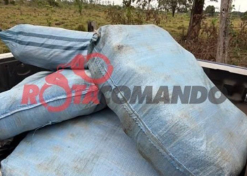 DRACO2, PRF e PM apreendem cerca de 180 kg de skunk em São Francisco do Guaporé