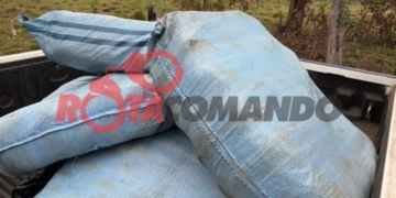 DRACO2, PRF e PM apreendem cerca de 180 kg de skunk em São Francisco do Guaporé