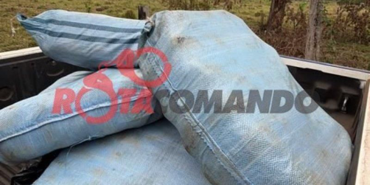 DRACO2, PRF e PM apreendem cerca de 180 kg de skunk em São Francisco do Guaporé